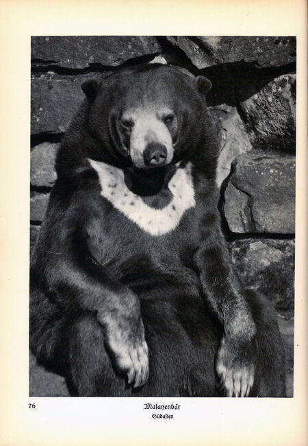 ‘Animals how I saw them, from the jungle to the steppes’