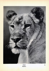 ‘Animals how I saw them, from the jungle to the steppes’