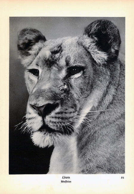 ‘Animals how I saw them, from the jungle to the steppes’