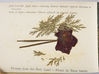 20 photographs/postcards from Palestine in WW1 and photograph and flower book from Jerusalem. ©Jewish Museum London/Jewish Military Museum	