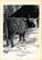 ‘Animals how I saw them, from the jungle to the steppes’