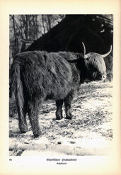 ‘Animals how I saw them, from the jungle to the steppes’