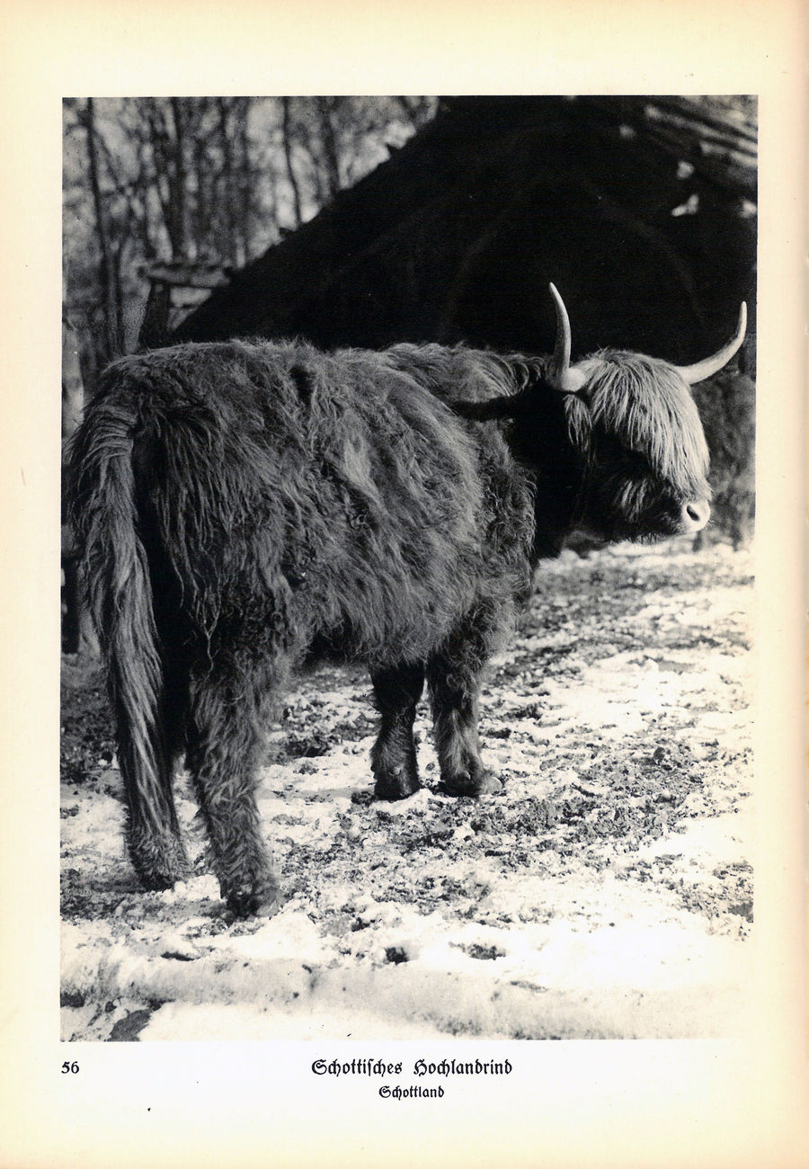 ‘Animals how I saw them, from the jungle to the steppes’