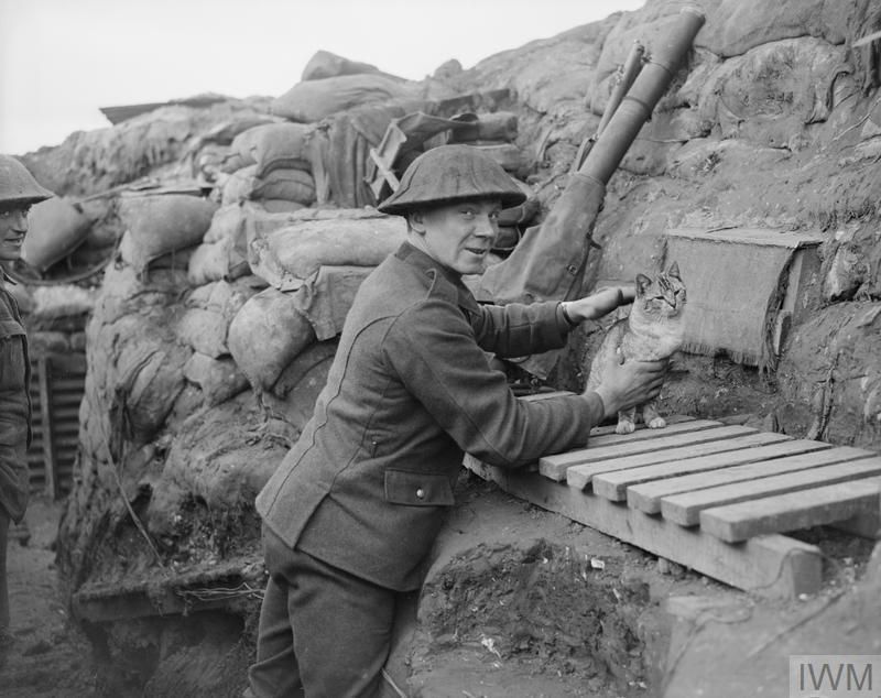 A Lewis gunner with the Regiment's cat mascot, in a trench near Cambrin, 6 February 1918. © IWM (Q 8463)