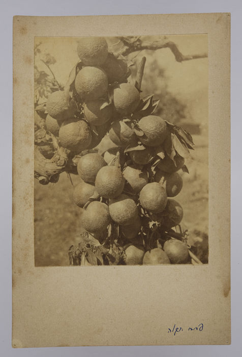 Postcard photograph. Royal Fusiliers, 38th - 42nd Battalions the "Judeans". ©Jewish Museum London/Jewish Military Museum	