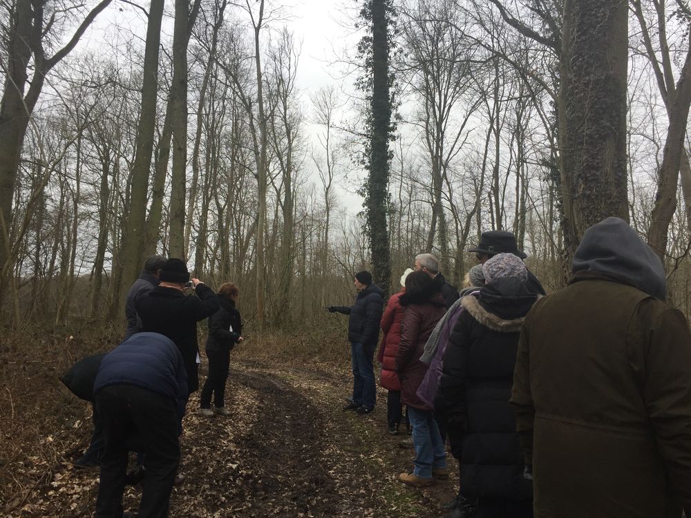 Mametz Wood, April 2018.