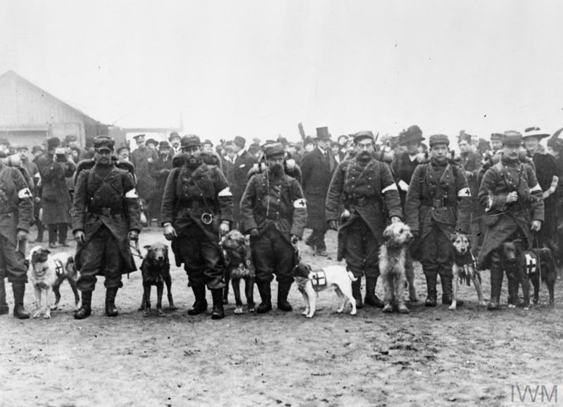 French Red Cross dogs. 1914. © IWM (Q 53509)