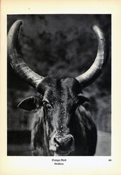 ‘Animals how I saw them, from the jungle to the steppes’