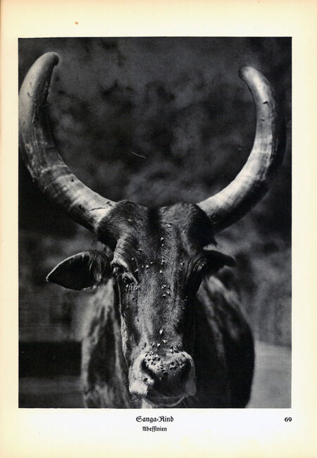 ‘Animals how I saw them, from the jungle to the steppes’