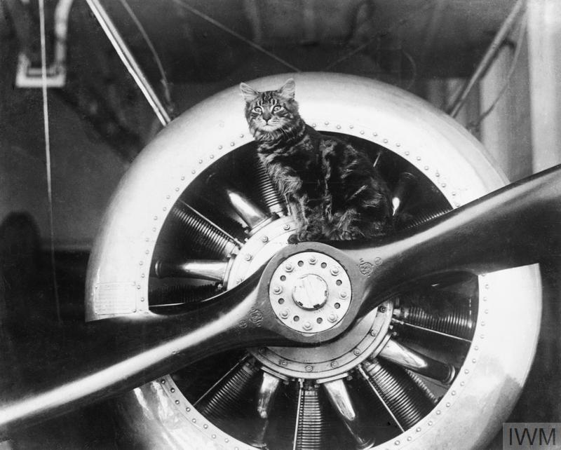 Pincher', the mascot of HMS VINDEX. © IWM (Q 73724)
