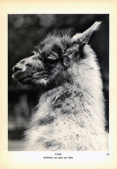 ‘Animals how I saw them, from the jungle to the steppes’