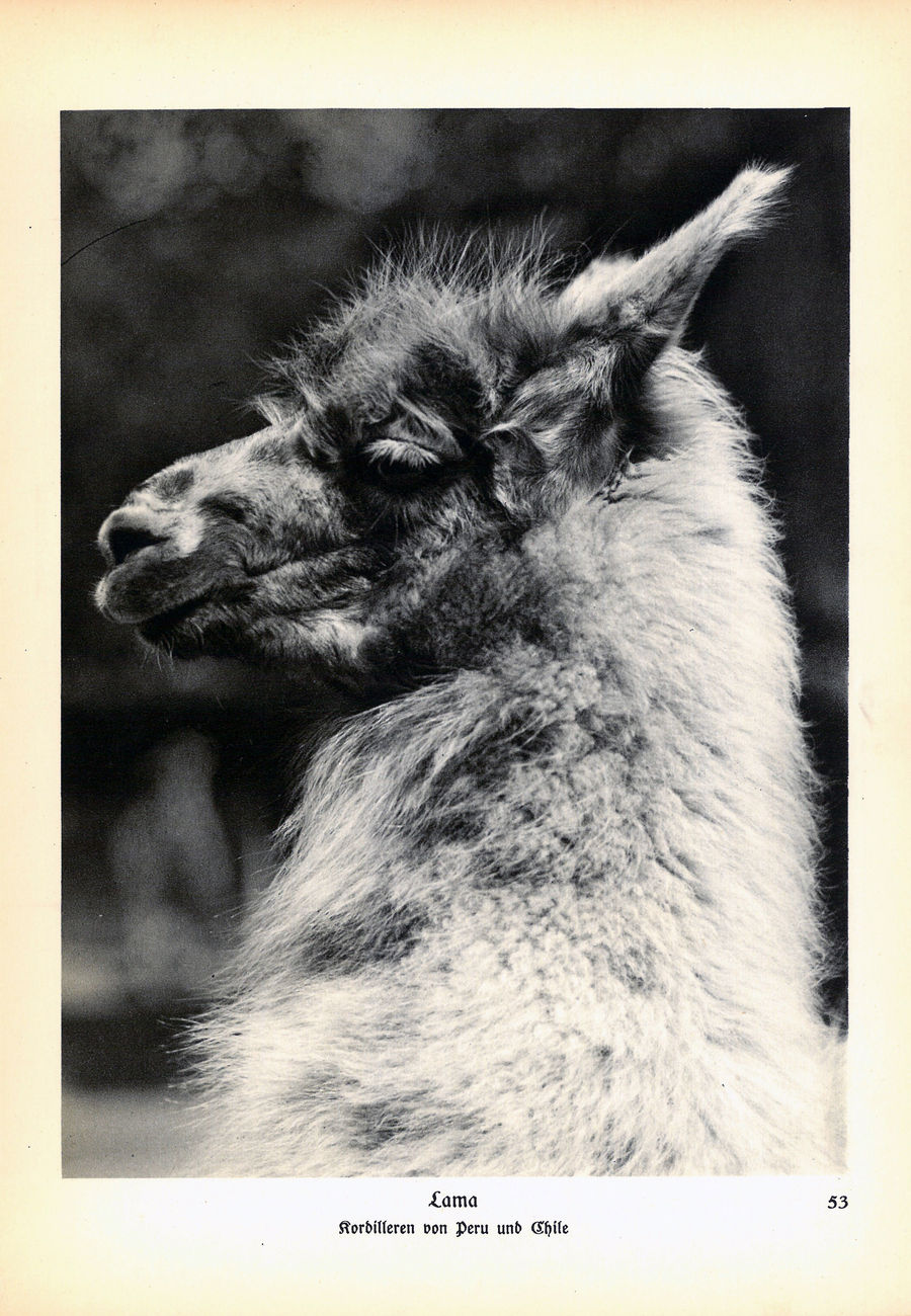 ‘Animals how I saw them, from the jungle to the steppes’