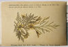 20 photographs/postcards from Palestine in WW1 and photograph and flower book from Jerusalem. ©Jewish Museum London/Jewish Military Museum	