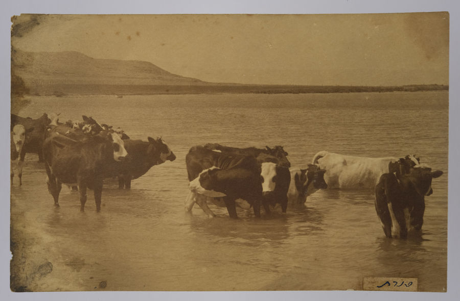 Postcard photograph of Palestine, possibly taken by a member of the Royal Fusiliers. ©Jewish Museum London/Jewish Military Museum