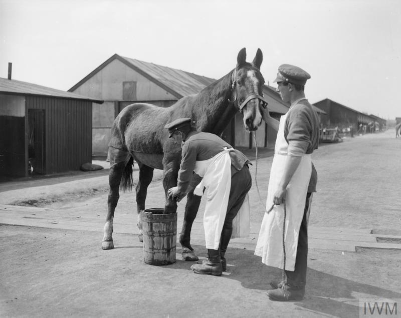 A wounded cavalry horse having a foot bath at Veterinary Hospital, Abbeville. 22 April 1918. © IWM (Q 10300)