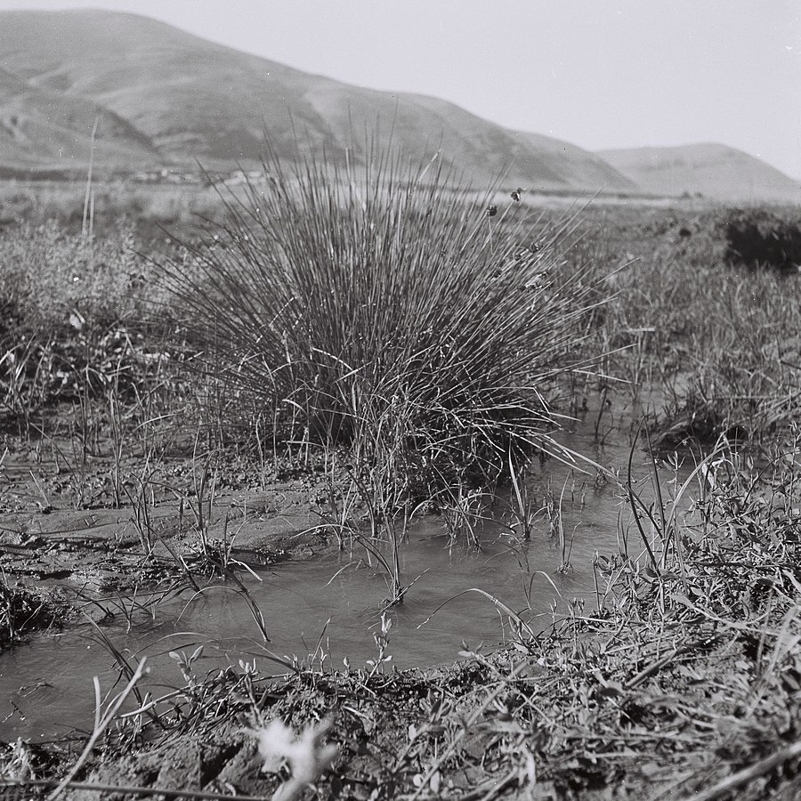 A swampy field near Ein Harod in the Jezreel Valley