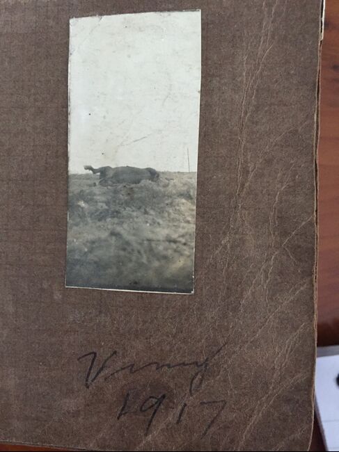 Photo taken of dead horse at Vimy 1917 