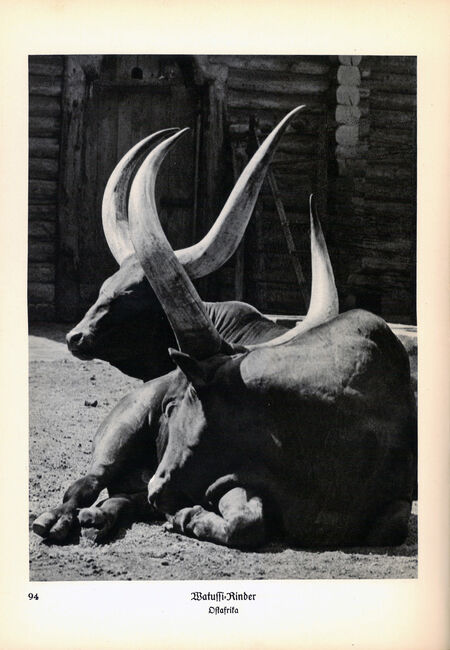 ‘Animals how I saw them, from the jungle to the steppes’