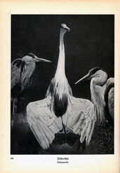 ‘Animals how I saw them, from the jungle to the steppes’